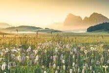 大象视频在线免费播放-探索大象视频，在线免费播放的无限魅力